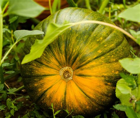 The Bewitched Gourd: A Potent Ingredient in Love Spells and Charms